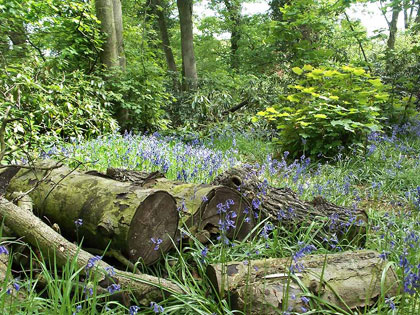 albion_bluebells_marbury_bb.jpg