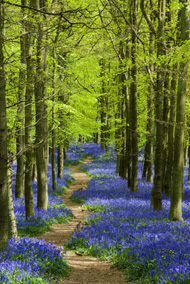albion_bluebells_path_190w.jpg