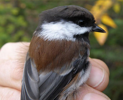 albion_chickadee_chestn_cu.jpg