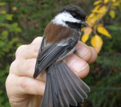 albion_chickadee_chestnut_b.jpg