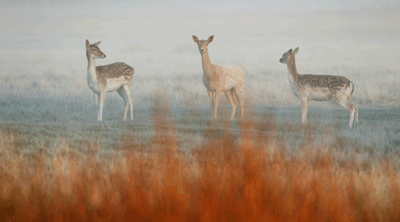 albion_deer_fallow.gif