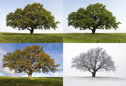 albion_oak_tree_4_seasons.jpg