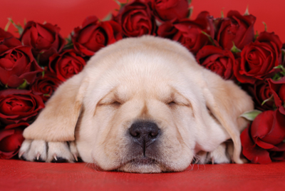 albion_pup_roses_440w.jpg
