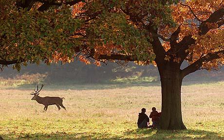 albion_richmond_park.jpg