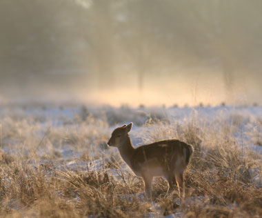 albion_roe_deer_snow.jpg