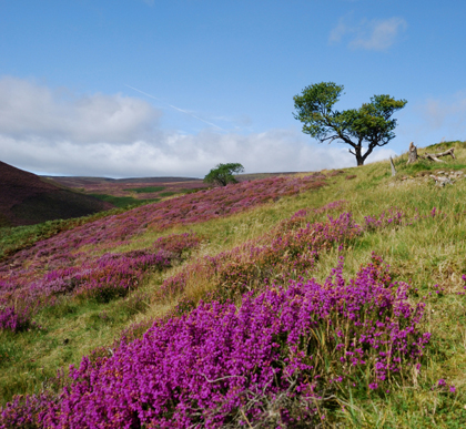 albion_scotland_heather.jpg