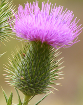 albion_scotland_thistle.jpg