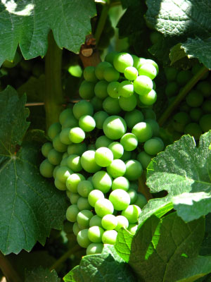 albion_wine_grapes.jpg