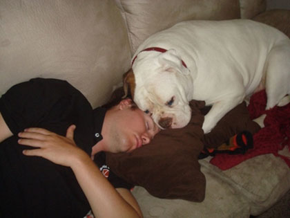 blog_american_bulldog_sleep.jpg