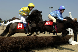 blog_windsor_horse_ponies