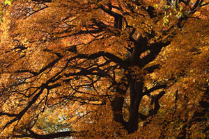 calendar_october_tree_300w.jpg