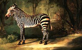 cr_stubbs_zebra.jpg