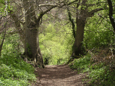 f_country_path_cobbett_orig.gif