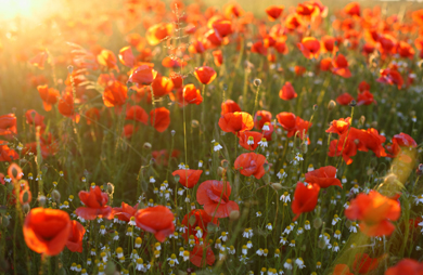 f_remembrance_poppy_fields.jpg
