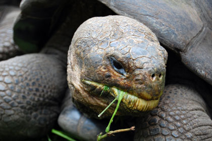 ii_galapagos_tortoise.jpg