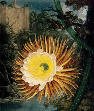 ii_thornton_nightblowing_cereus.jpg