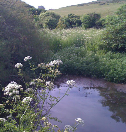 albion_baggy_point_pond.jpg