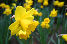 albion_daffodils_small_220w.jpg