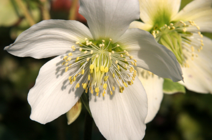 albion_hellebore.jpg