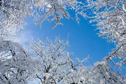 albion_snowy_trees.jpg
