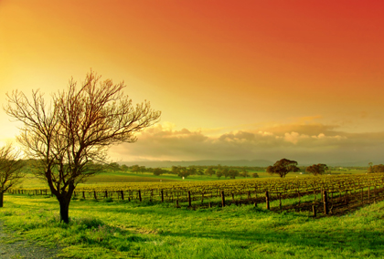 Vineyard in Australia at 