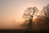 calendar_oak_nov.jpg
