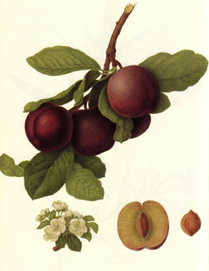 cr_fruit_hooker_300w.jpg