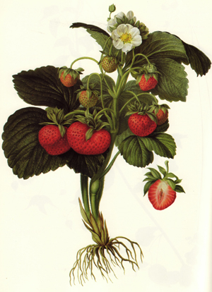 cr_fruit_robertson_3oow.jpg