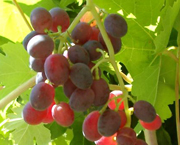 sunlit grapes