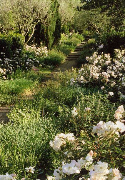 cr_page_path_lorenzo_ms.jpg