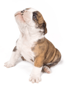 English bulldog puppy