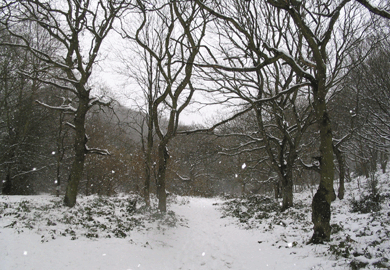 Bleak winter woods in England