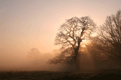 A great English oak, Quercus robur, emerges from the mists of morning in country that resembles the forests and fields the Lady of the Mercians knew.
