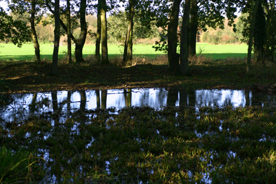 Sunny meadow, trees, and water in Norfolk, England