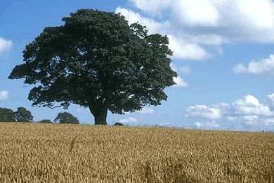 English oak tree in summer field