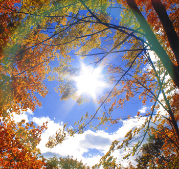 Trees and circle of light