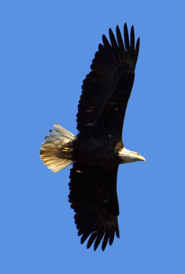 Eagle soaring in blue sky