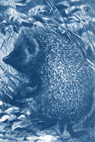 Wilson's drawing of an amimal