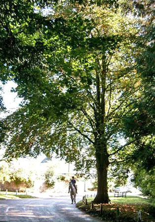 ii_beech_tree_rider.jpg