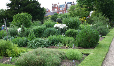 Beds in Chelsea Physic Garden