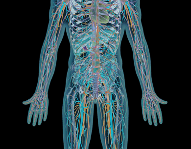 Model showing circulation of blood 