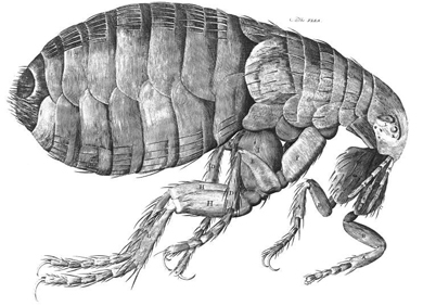 Drawing of flea