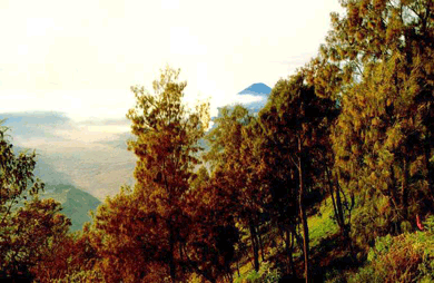 Indonesia's equatorial forest and misty mountain