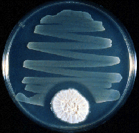 Penicillin mold in petrie dish prevents bacteria from growing