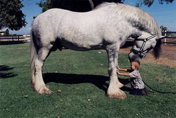 Shire horse and child