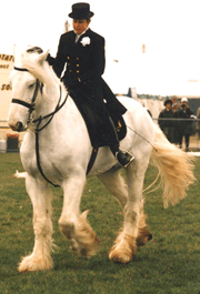 Rider on white Shire horse