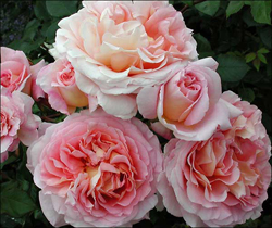 Old-fashioned English roses