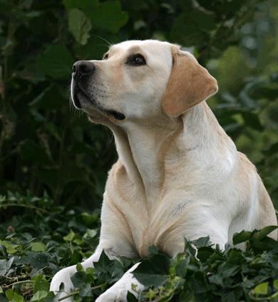Golden lab looking up at friend