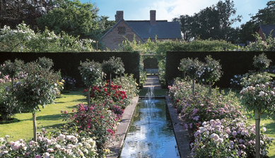 Roses and blooming rose trees and fountains in David Austin's nursery