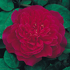 Red peony-like rose
